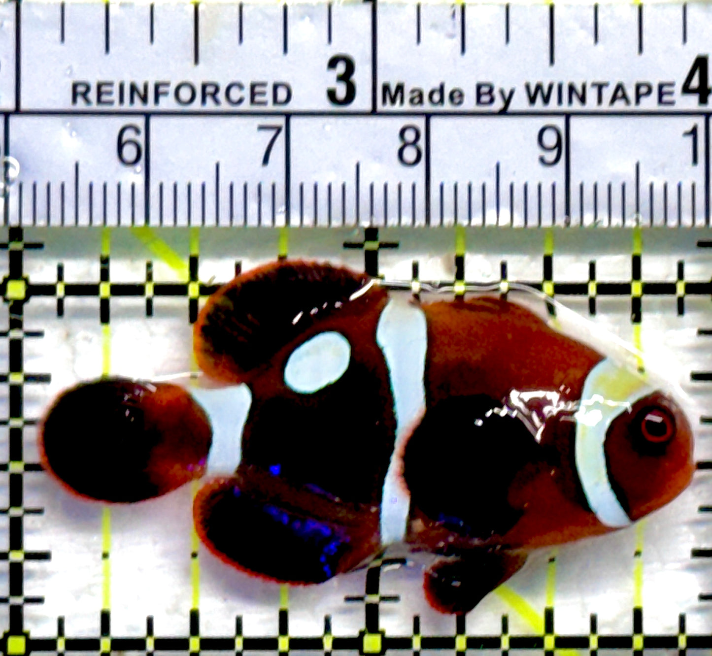 White Stripe Maroon Clownfish WMC082301 WYSIWYG Size: S 2"