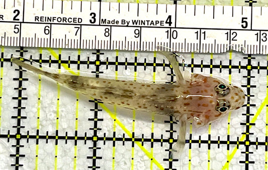 Cave Transparent Fusi Cleaner Goby CTG062201 WYSIWYG Size: XL 3"
