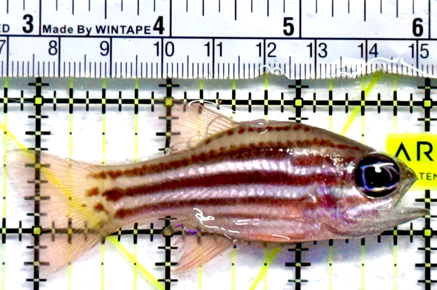 Ochre Striped Blue Eye Cardinal OSC082301 WYSIWYG Size: 3.25"