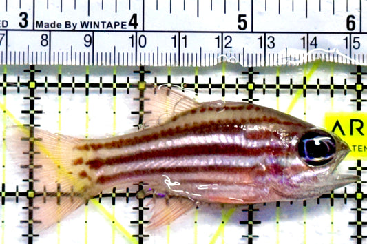 Ochre Striped Blue Eye Cardinal OSC082301 WYSIWYG Size: 3.25"