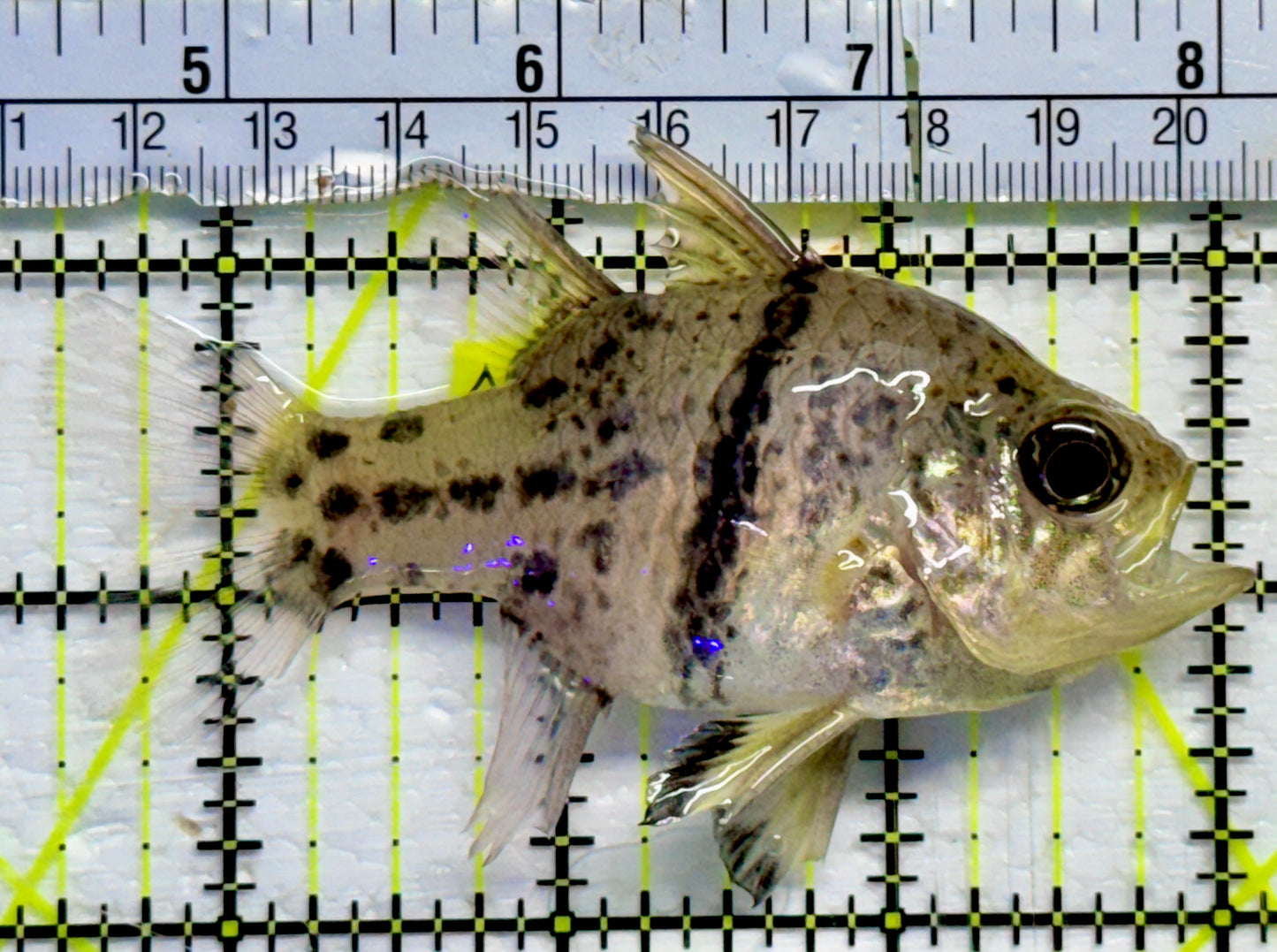 Orbic Cardinal OC082301 WYSIWYG Size : XL 3.75"