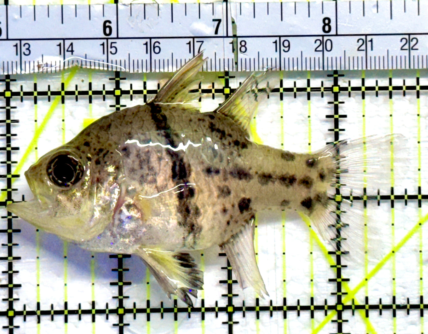 Orbic Cardinal OC082301 WYSIWYG Size : XL 3.75"