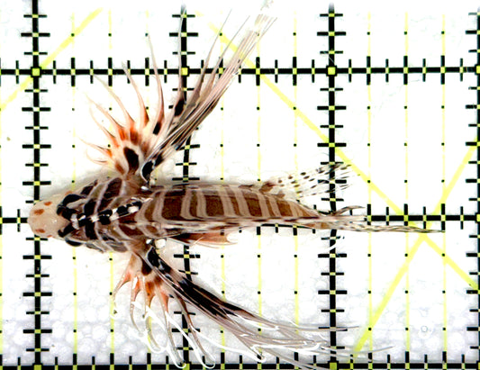 Antennata Lionfish AL081002 WYSIWYG Size: M 2.75" approx
