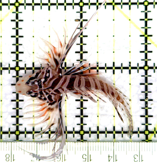 Antennata Lionfish AL081003 WYSIWYG Size: M 2" approx