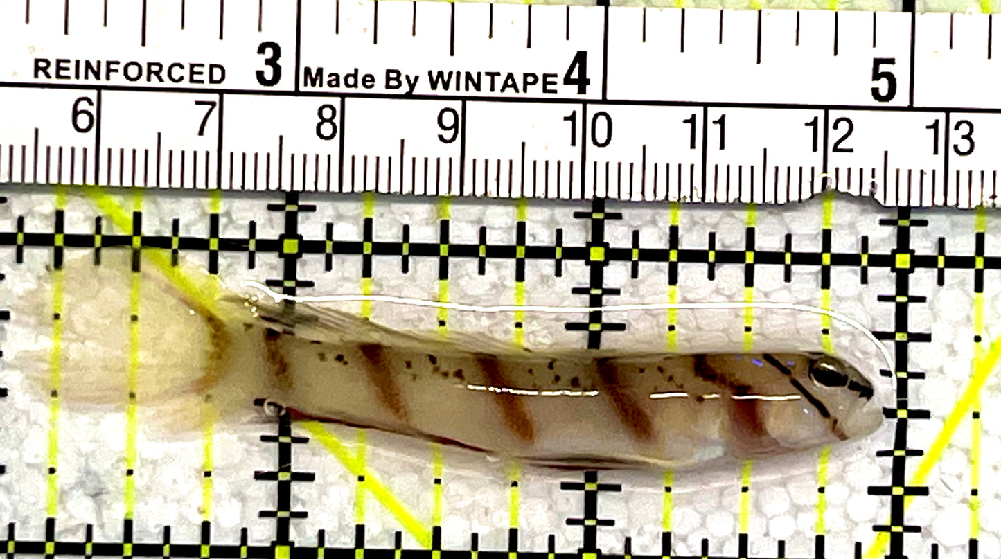Rare Diagonal Shrimpgoby DS0905O1 WYSIWIG Size: M 2.75" approx