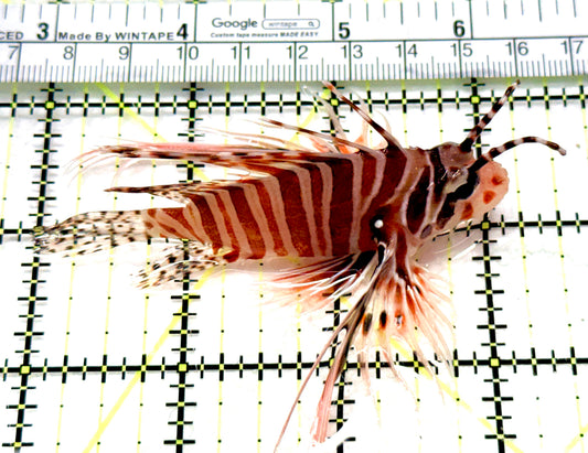 Antennata Lionfish AL081004 WYSIWYG Size: L 3.5" approx