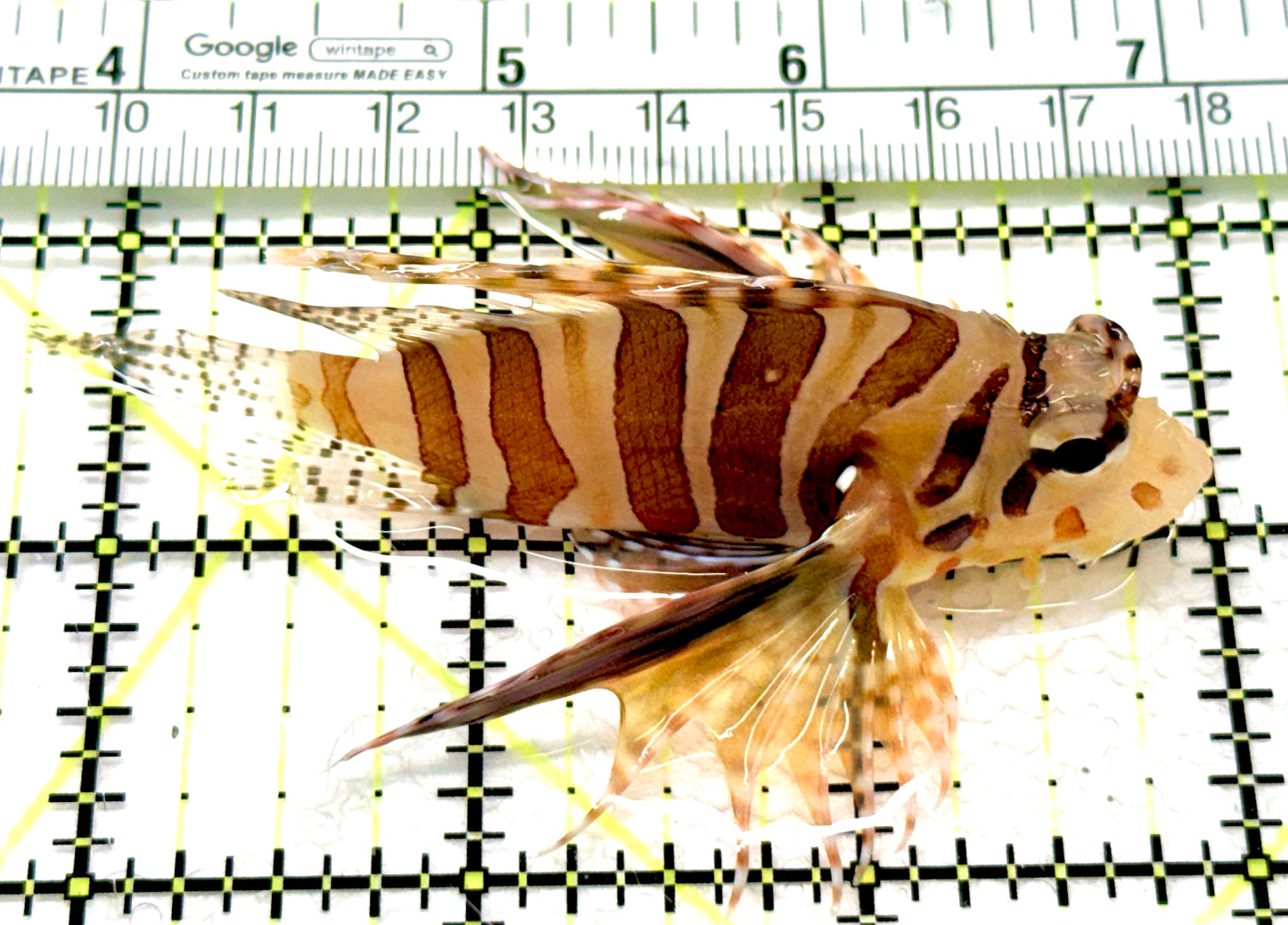 Antennata Lionfish AL081005 WYSIWYG Size: L 3.25" approx