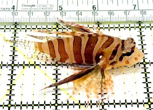 Antennata Lionfish AL081005 WYSIWYG Size: L 3.25" approx