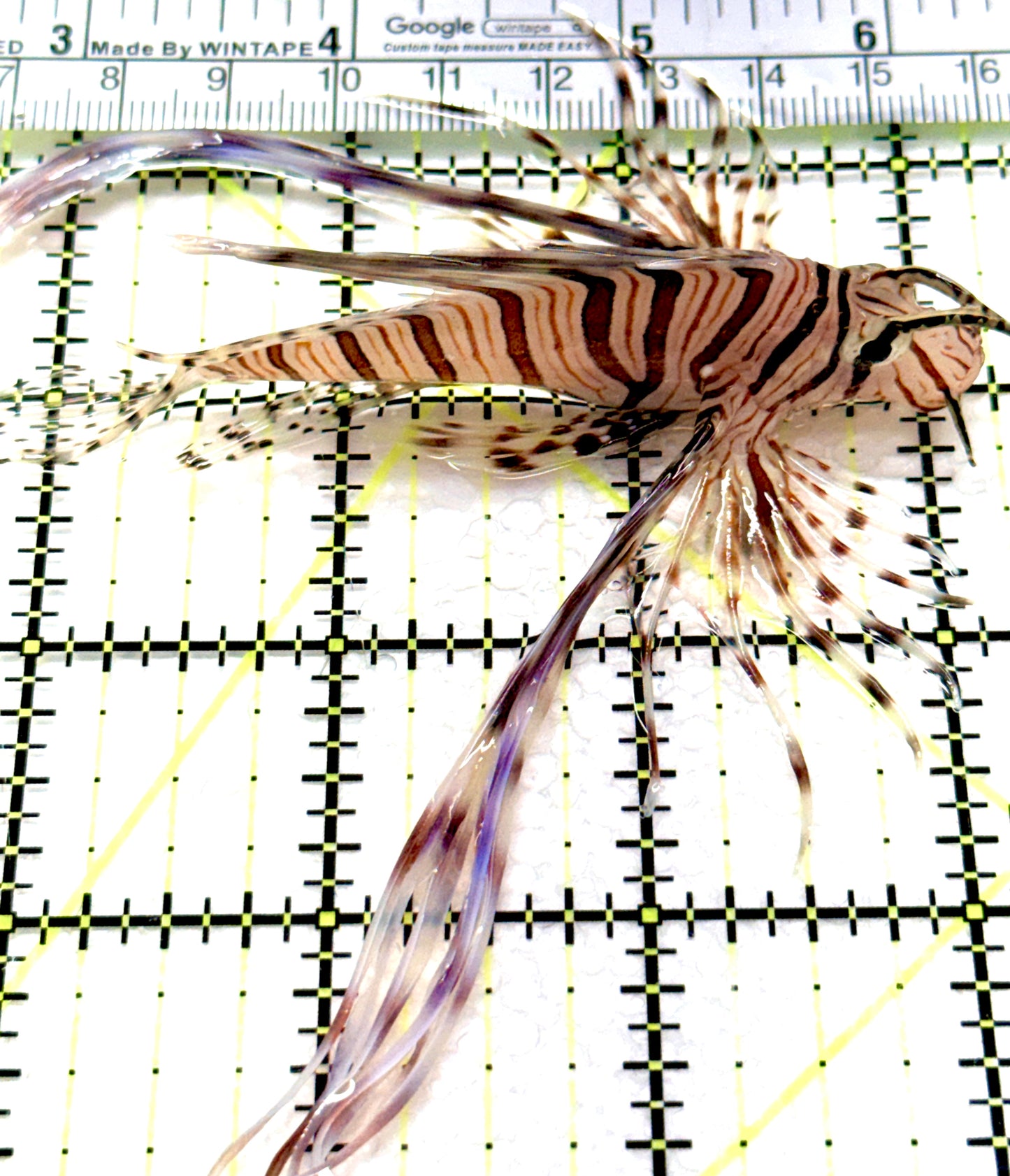 Black Volitan Lionfish BVL081001 WYSIWYG Size: ML 3.5" approx