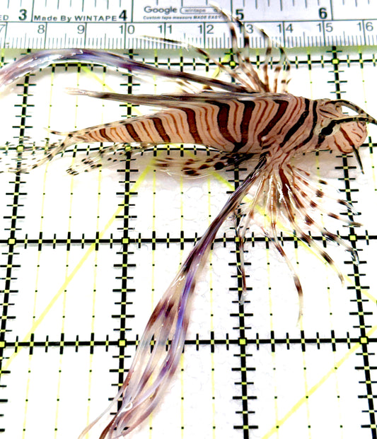 Black Volitan Lionfish BVL081001 WYSIWYG Size: ML 3.5" approx