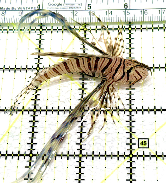 Black Volitan Lionfish BVL081002 WYSIWYG Size: M 3" approx