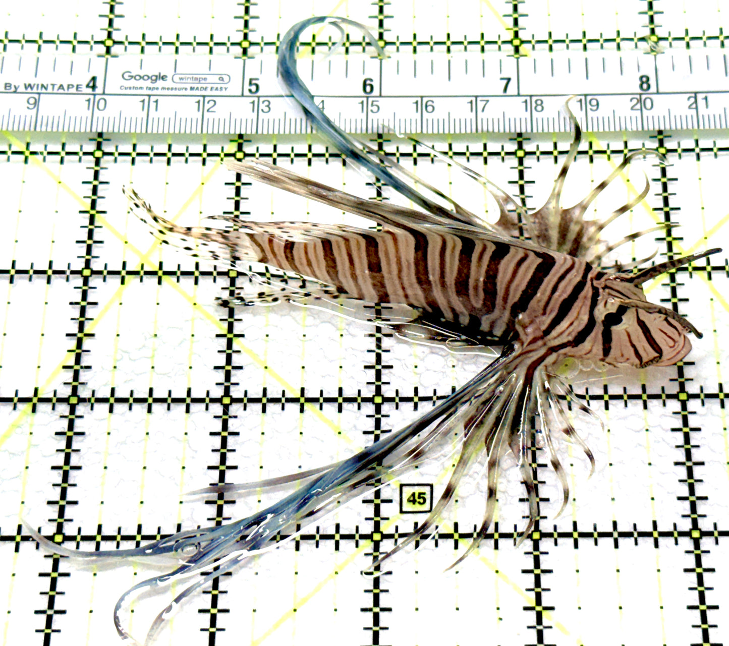 Black Volitan Lionfish BVL081003 WYSIWYG Size: ML 4" approx