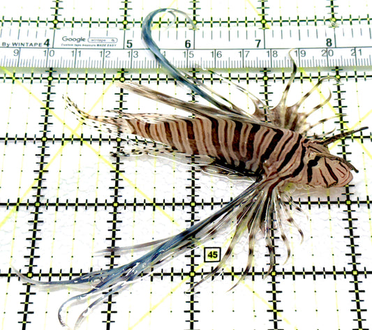 Black Volitan Lionfish BVL081003 WYSIWYG Size: ML 4" approx