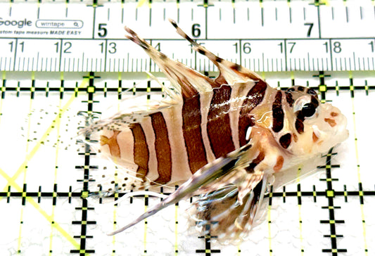 Antennata Lionfish AL081006 WYSIWYG Size: M 2.75" approx