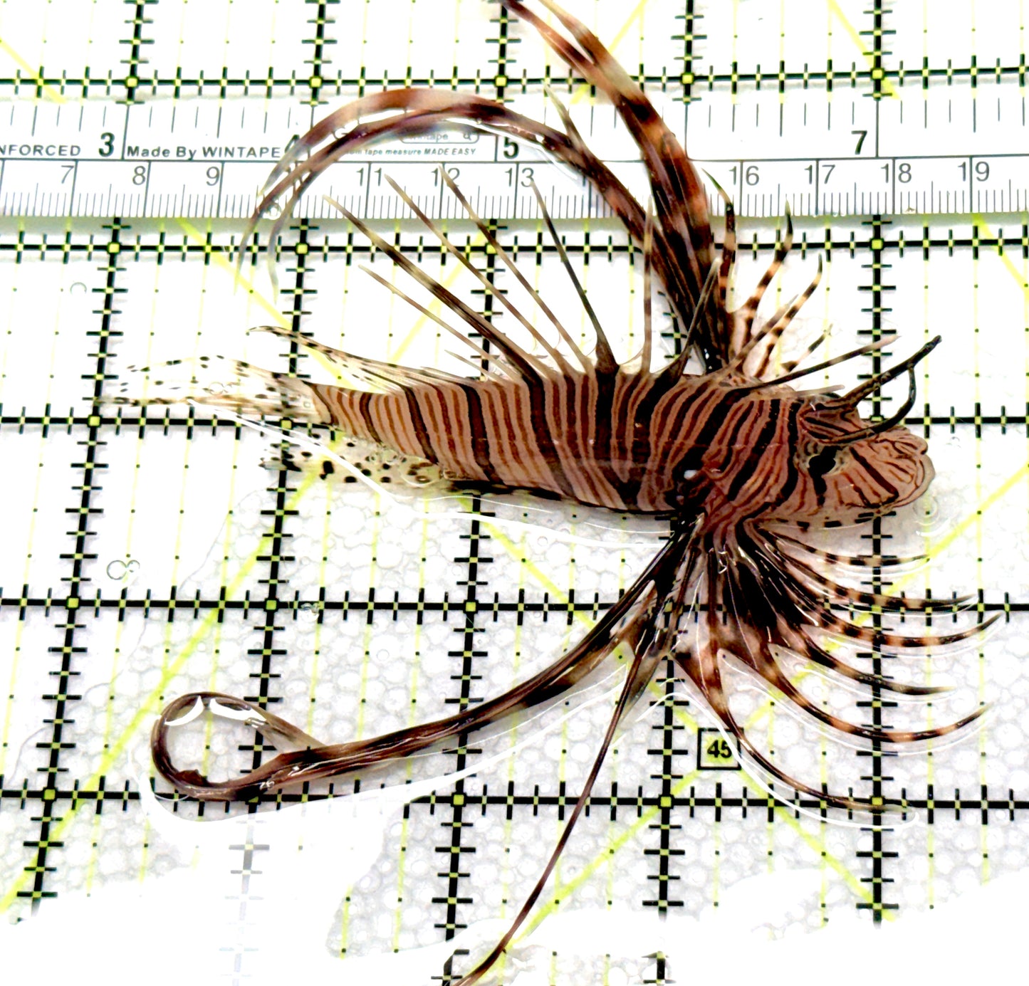 Black Volitan Lionfish BVL081004 WYSIWYG Size: ML 4.25" approx