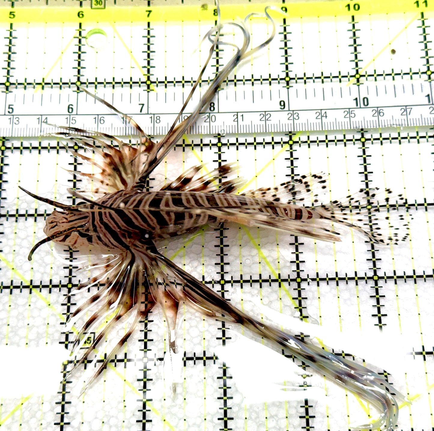 Black Volitan Lionfish BVL081005 WYSIWYG Size: L 5" approx