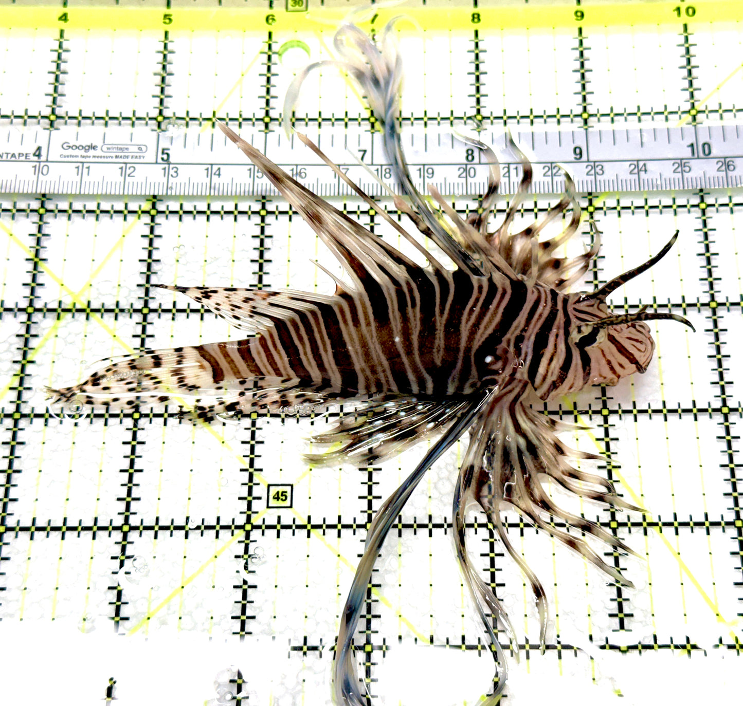 Black Volitan Lionfish BVL081006 WYSIWYG Size: XL 5.75" approx