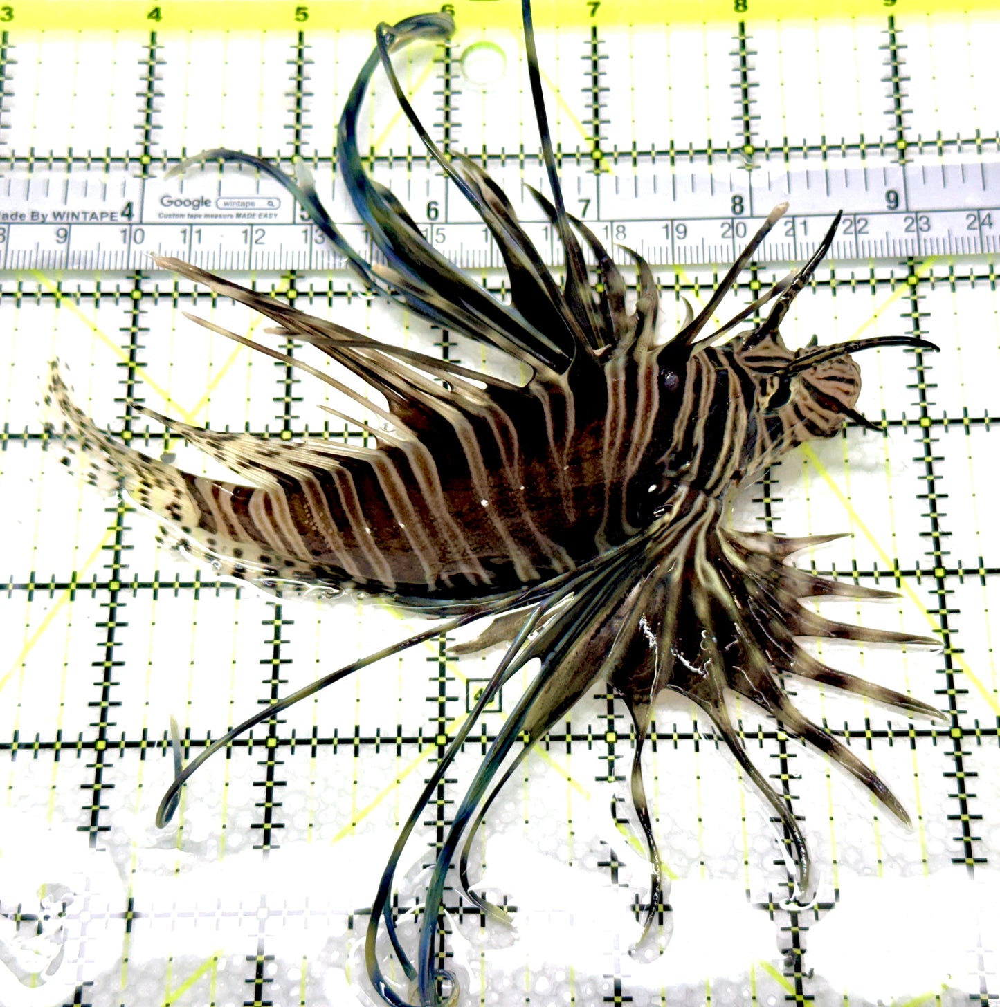 Black Volitan Lionfish BVL081007 WYSIWYG Size: L 5.5" approx