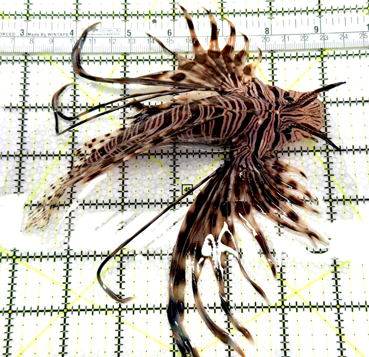 Black Volitan Lionfish BVL081008 WYSIWYG Size: XL 6" approx