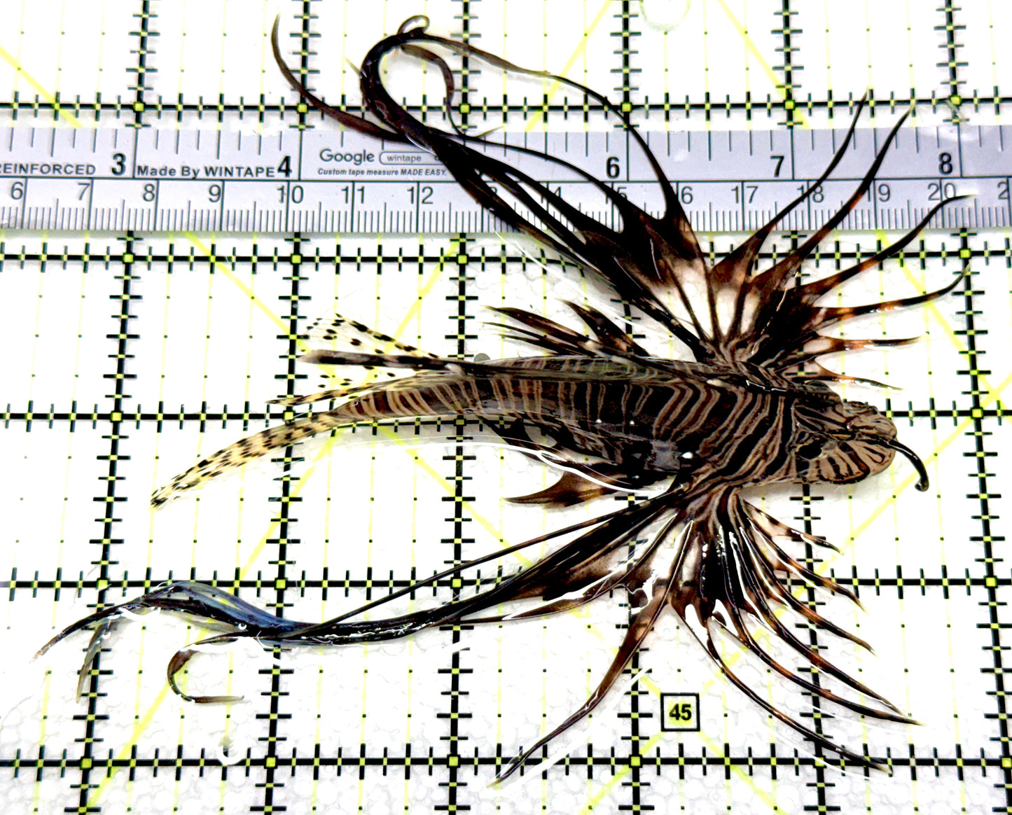 Black Volitan Lionfish BVL081009 WYSIWYG Size: ML 4.5" approx