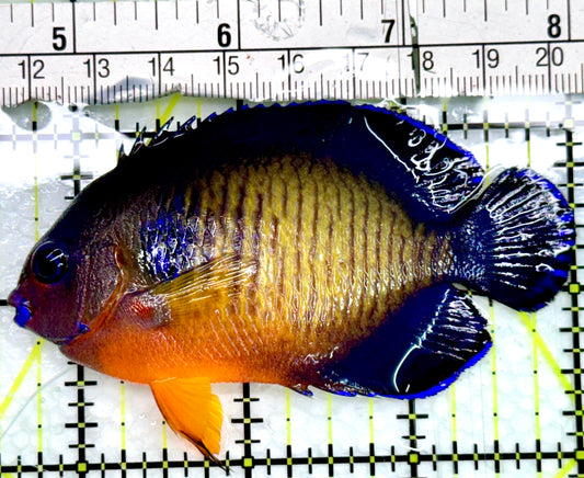 Coral Beauty Angelfish CBA082401 WYSIWYG Size: L 3.5"
