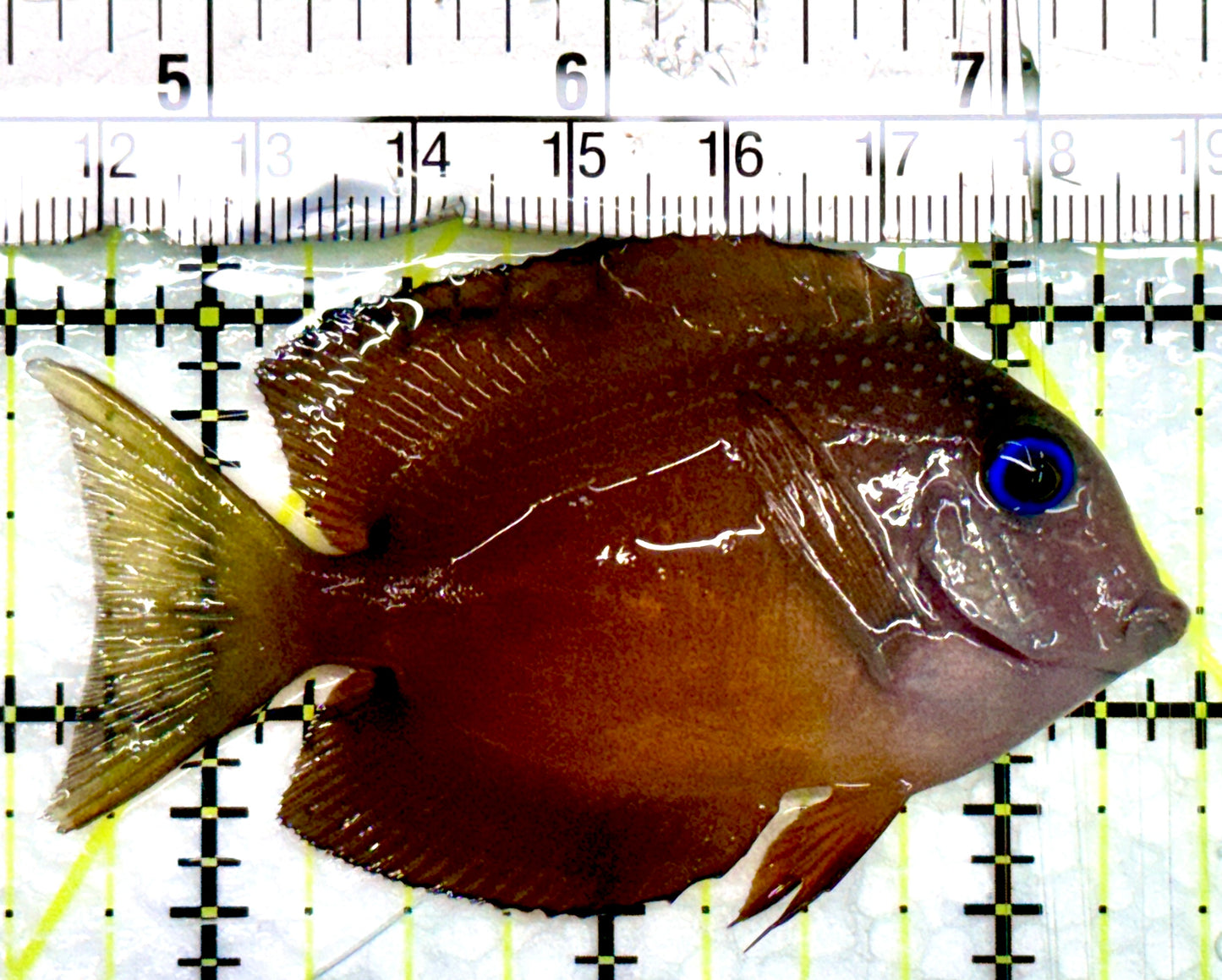 Blue Eye Kole Tang BET082401 WYSIWYG Size: S 3"