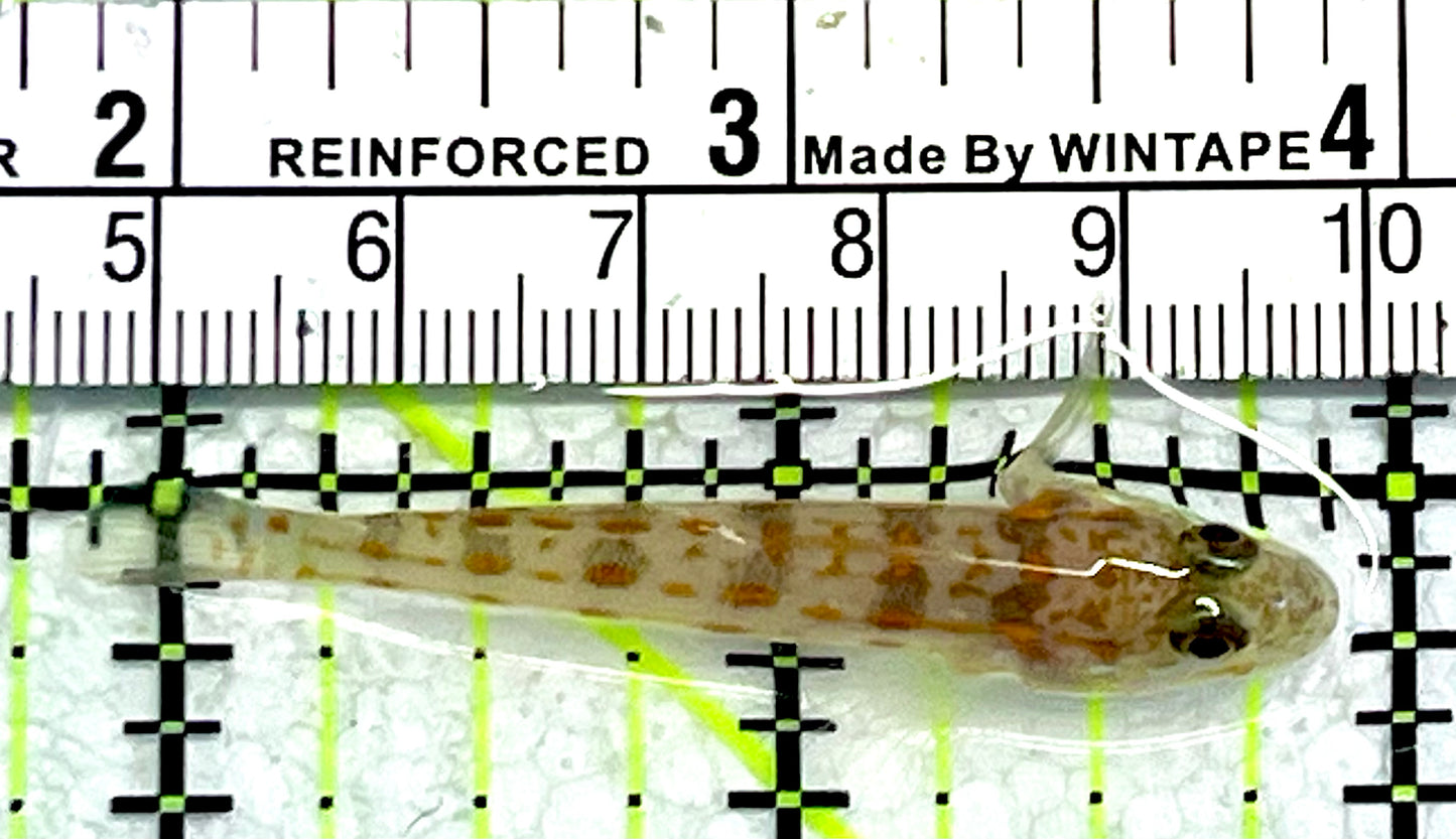 Diamond Watchman Goby DWG062104 WYSIWYG  Size: S 2"