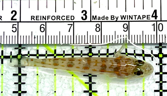 Diamond Watchman Goby DWG062104 WYSIWYG  Size: S 2"