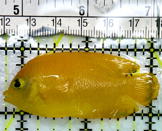 Herald's Angelfish HA082401 WYSIWYG Size: SM 2.5"