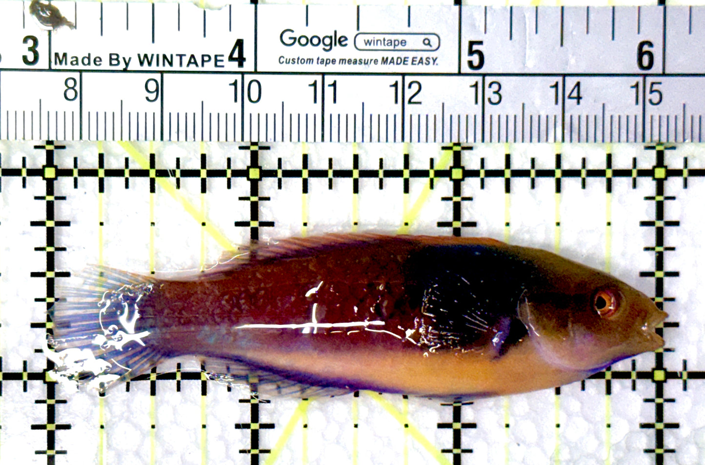 Blueside Fairy Wrasse BFW081002 WYSIWYG Size: L 3" approx
