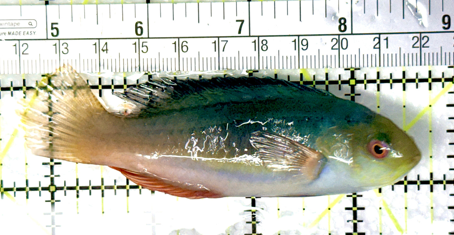 Scott's Fairy Wrasse SFW081001 WYSIWYG Size: L 4" approx