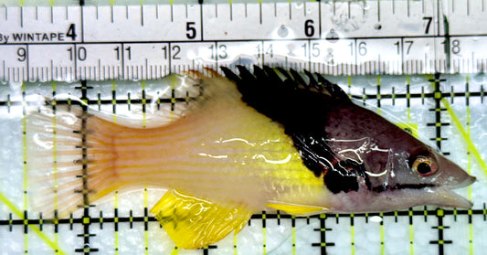 Eclipse Hogfish EH082402 WYSIWYG Size: ML 3.75"