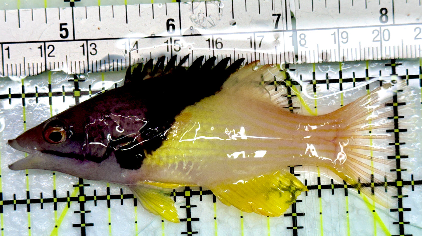 Eclipse Hogfish EH082402 WYSIWYG Size: ML 3.75"