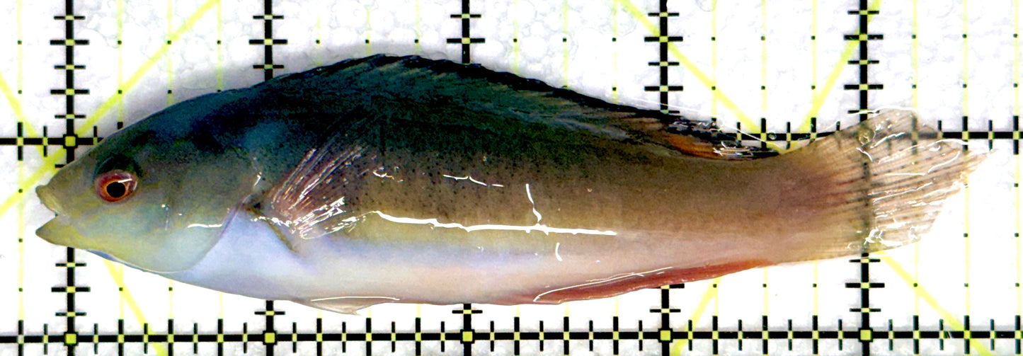 Scott's Fairy Wrasse SFW081003 WYSIWYG Size: L 4.5" approx
