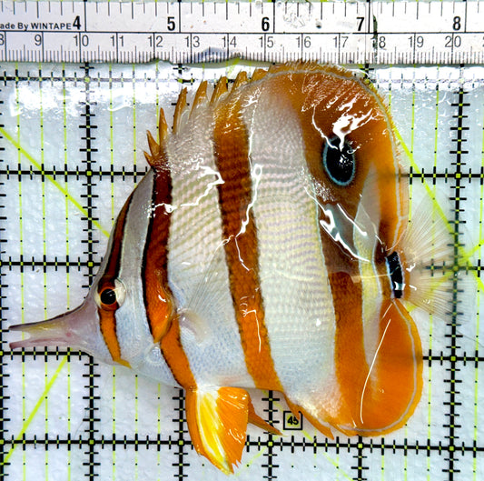 Copperband Butterflyfish CB082401 WYSIWYG Size: XL 5.25"