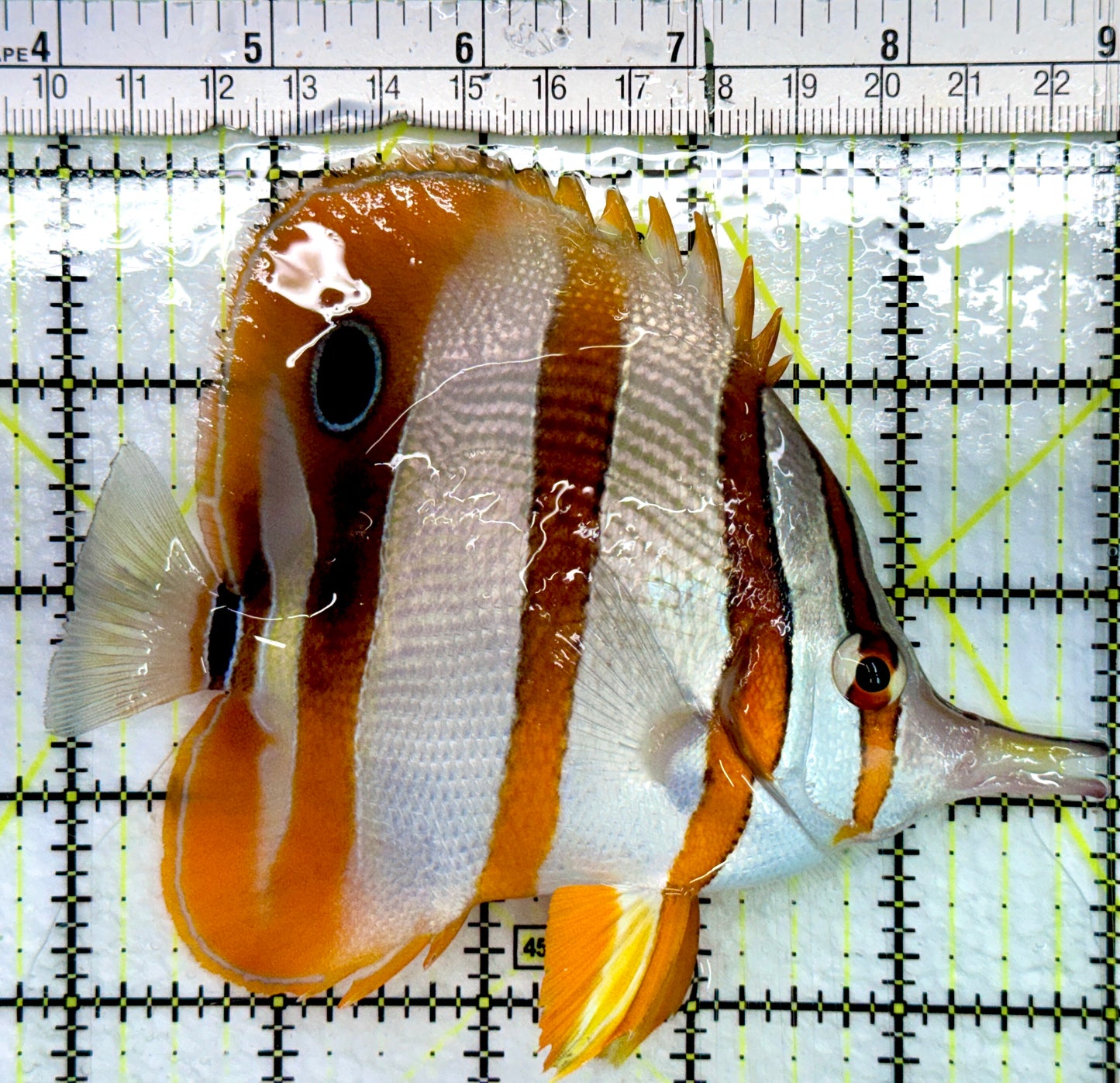 Copperband Butterflyfish CB082401 WYSIWYG Size: XL 5.25"
