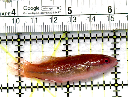 Dotted Fairy Wrasse DFW081001 WYSIWYG Size: L 2.25" approx
