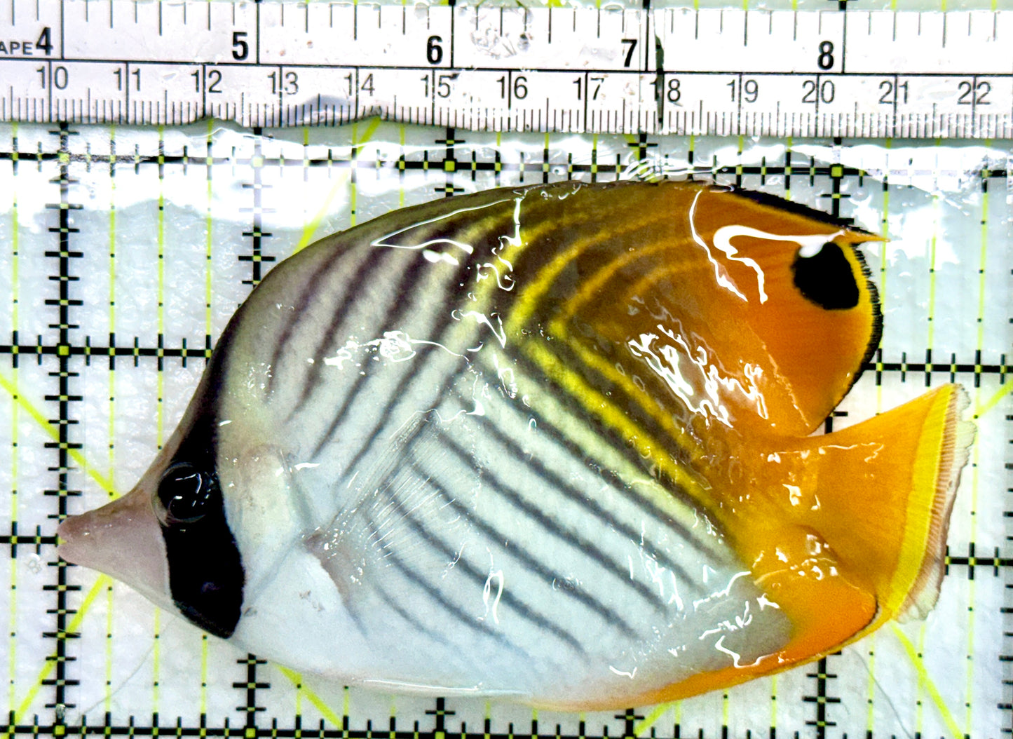 Auriga Butterflyfish AB082401 WYSIWYG Size: L 4.75"