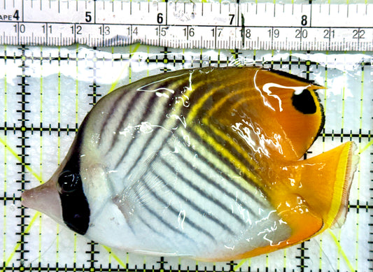 Auriga Butterflyfish AB082401 WYSIWYG Size: L 4.75"