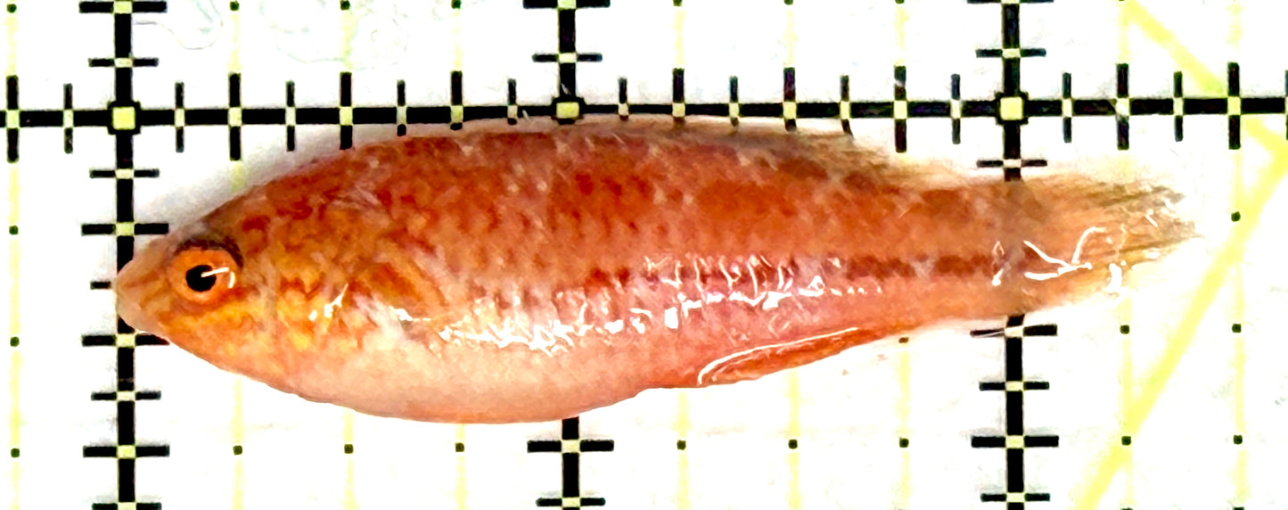 Pintail Fairy Wrasse PFW081001 WYSIWYG Size: XL 2.5" approx