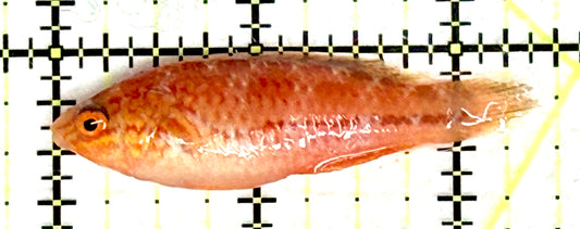 Pintail Fairy Wrasse PFW081001 WYSIWYG Size: L 2.5" approx