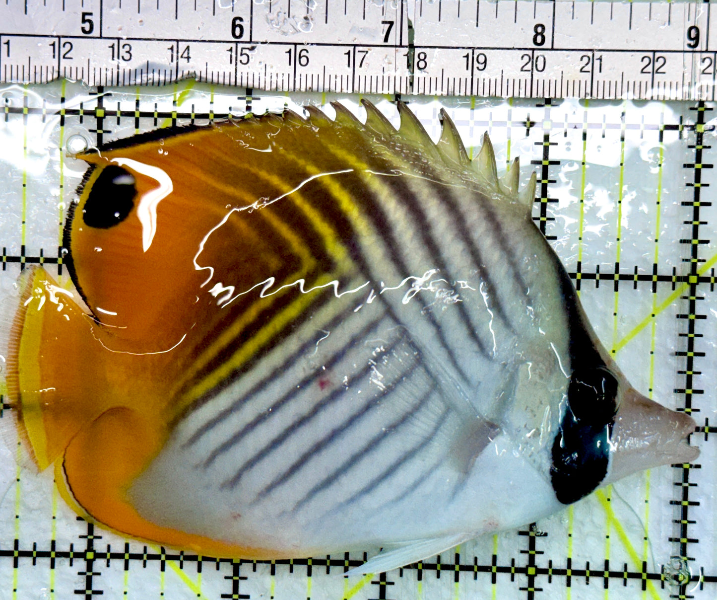 Auriga Butterflyfish AB082401 WYSIWYG Size: L 4.75"