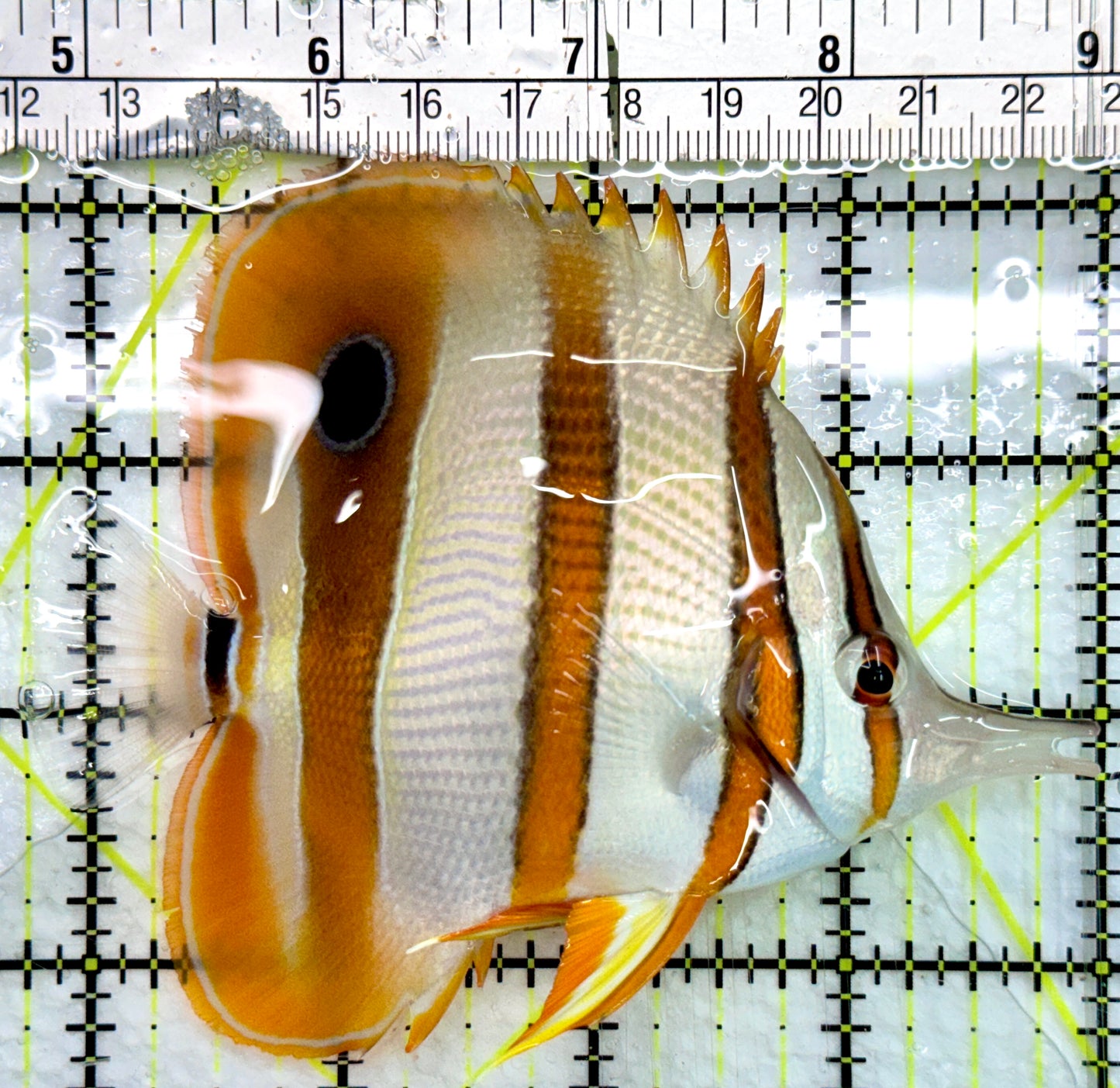 Copperband Butterflyfish CB082402 WYSIWYG Size: L 4.25"