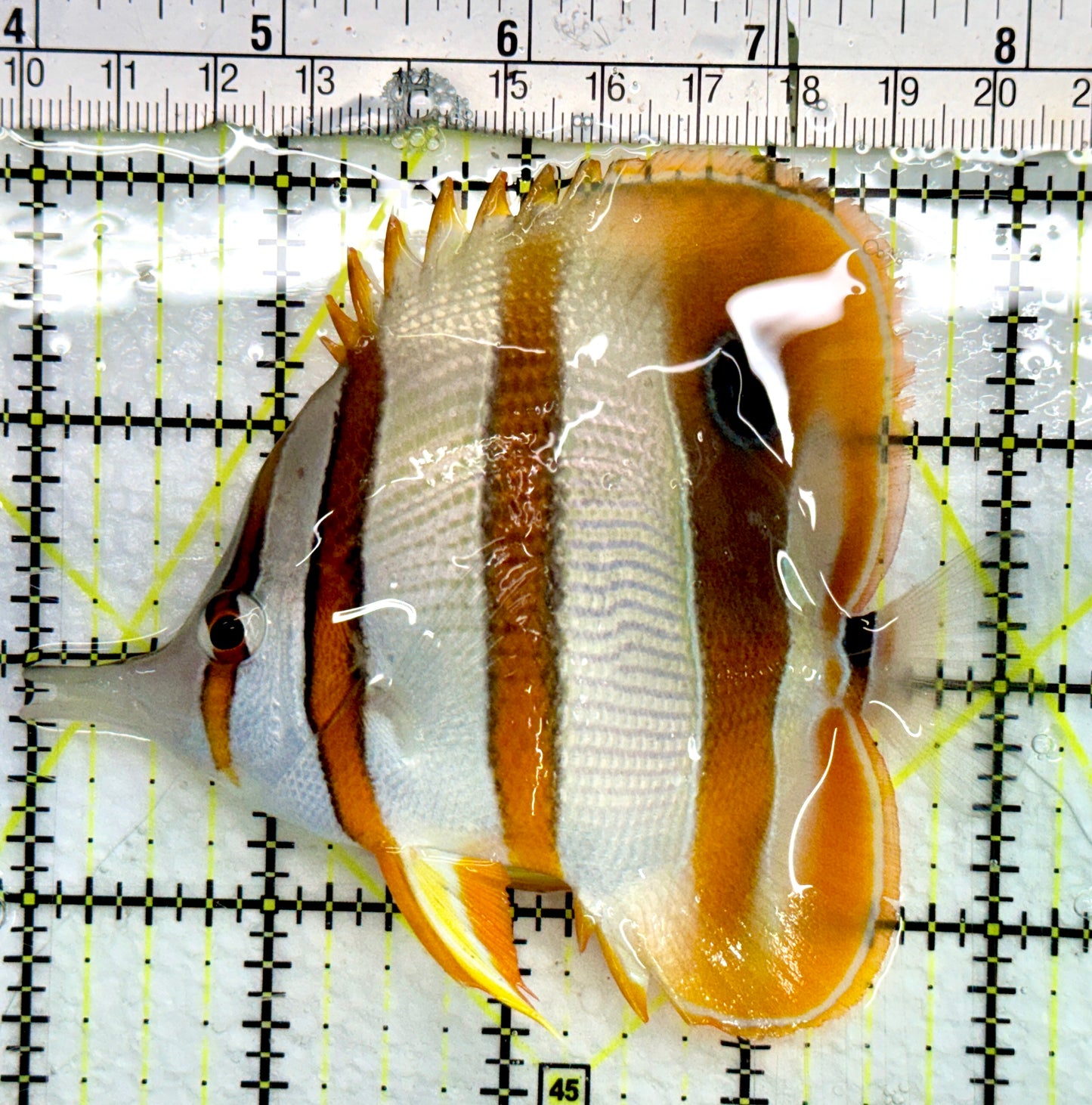 Copperband Butterflyfish CB082402 WYSIWYG Size: L 4.25"