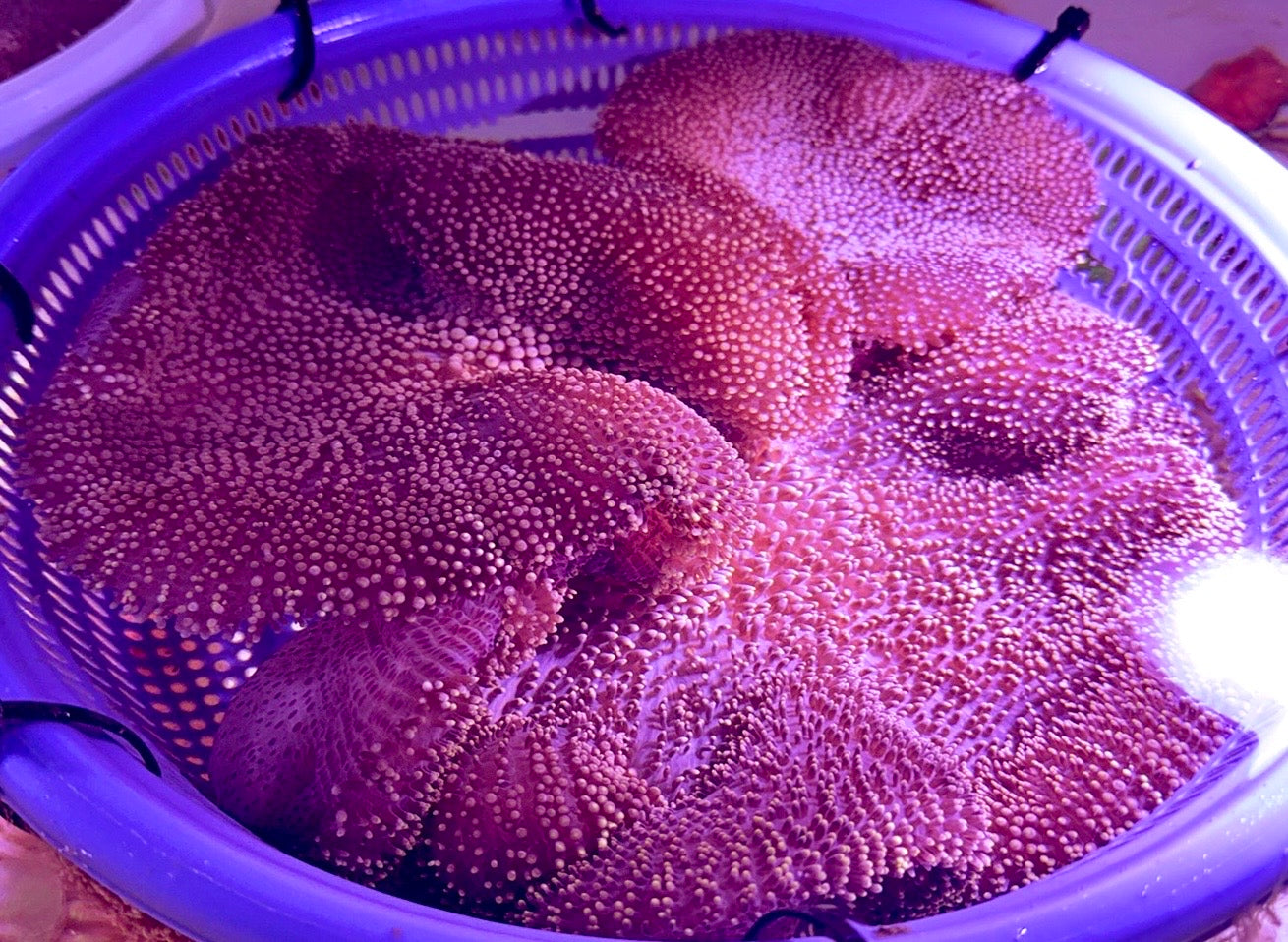 Mertensii Carpet Anemone MCA100301 WYSIWYG Size : Show XXL 12" And Above