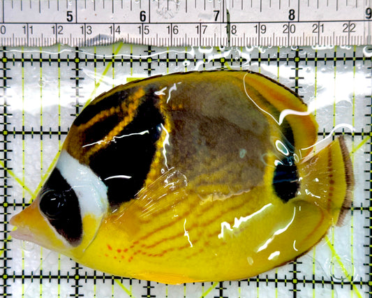 Raccoon Butterflyfish RB082401 WYSIWYG Size: L 4.75"