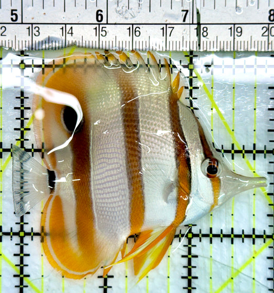 Copperband Butterflyfish CB082403 WYSIWYG Size: ML 3.25"