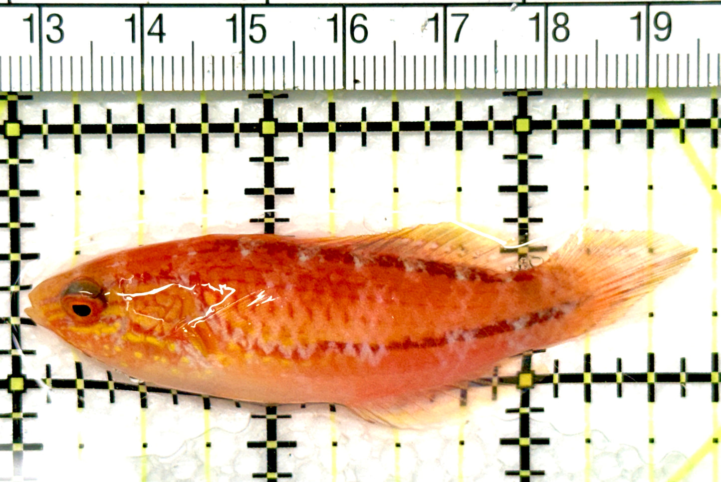 Pintail Fairy Wrasse PFW081001 WYSIWYG Size: XL 2.75" approx