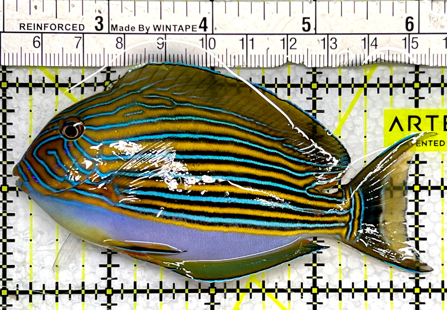 Clown Tang CT062201 WYSIWYG Size: M 4"