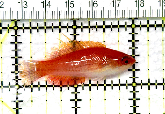 Carpenter's Flasher Wrasse CFW081001 WYSIWYG Size: M  2"  approx
